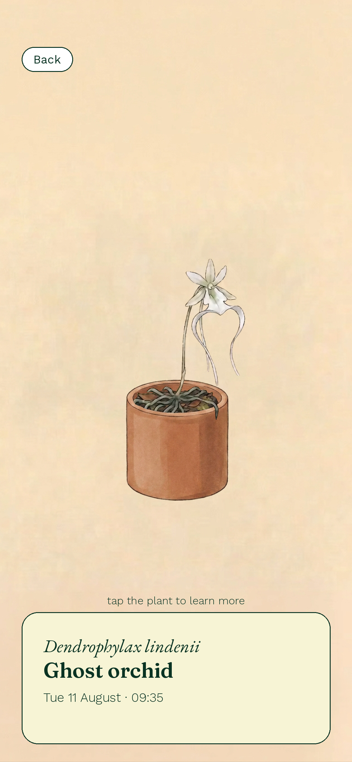One collected plant: a ghost orchid in a terracotta pot, above a card naming it Dendrophylax lindenii and dated.